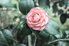 草むらの花