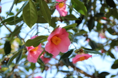 椿の虫添え