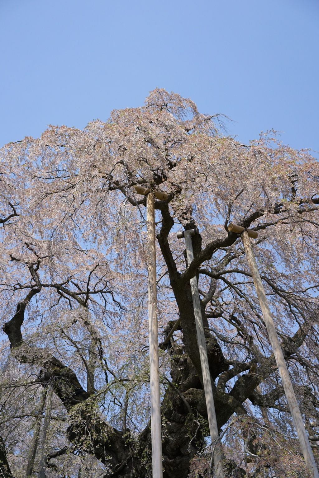 三春滝桜