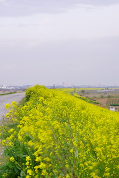 菜の花絨毯