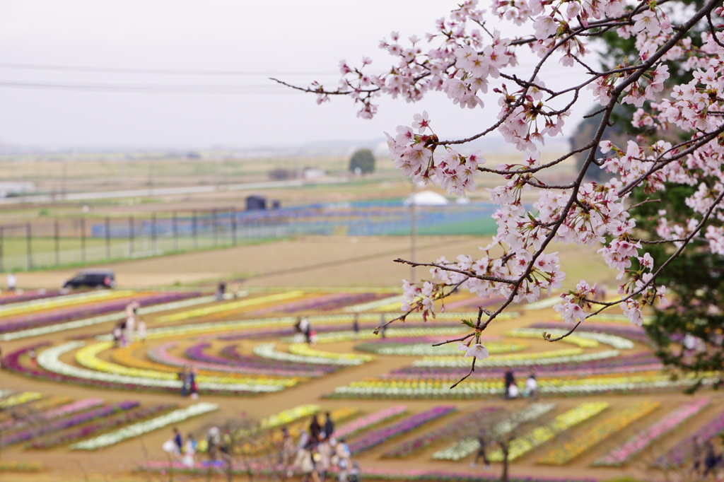 高台からの花畑
