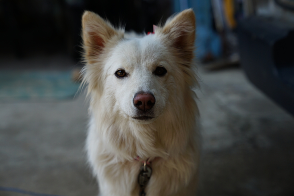 愛犬