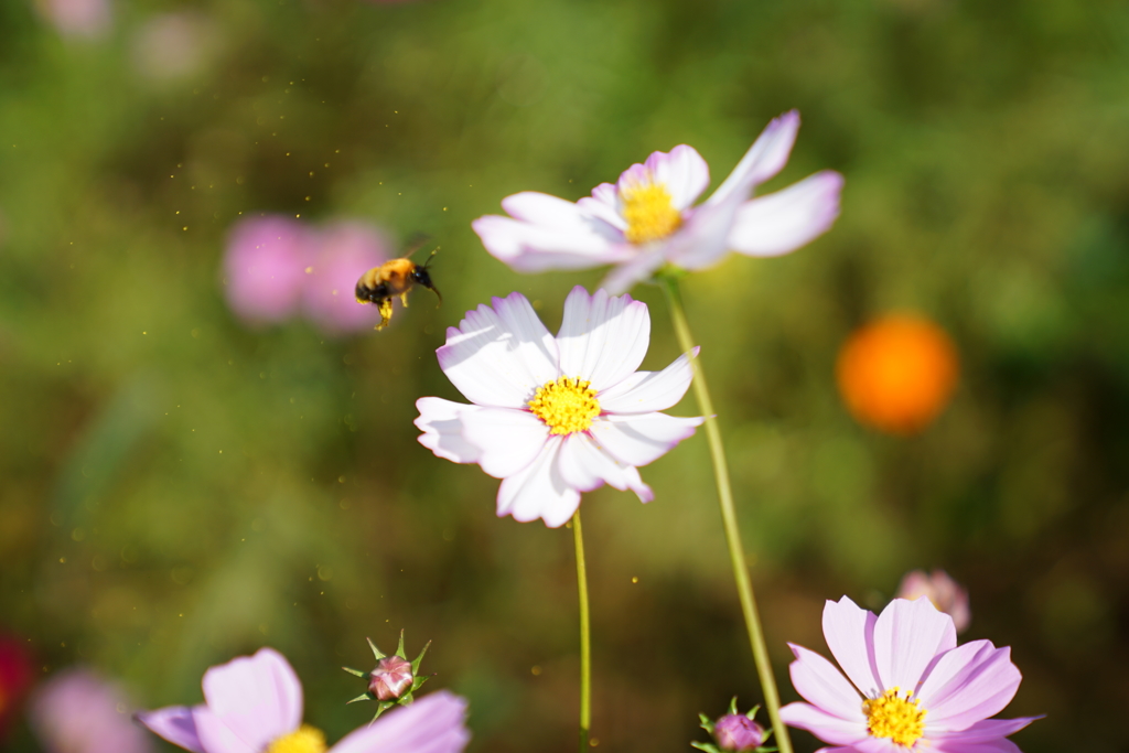 花粉×ミツバチ