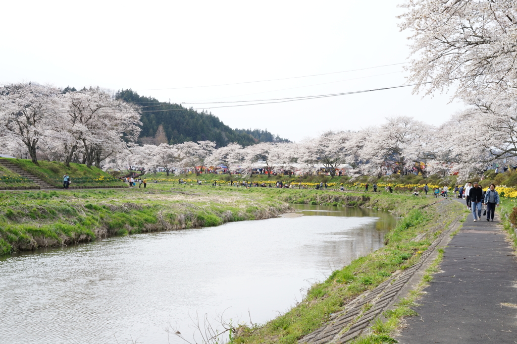 最後の桜