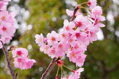 駐屯地の桜