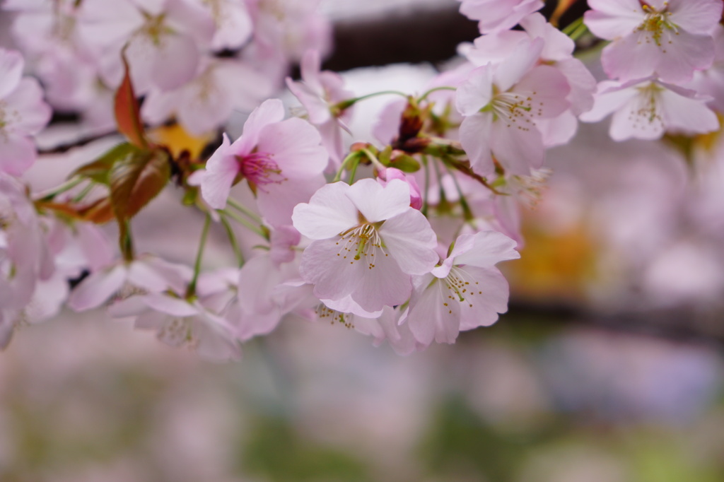 桜