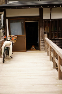 銀山温泉×柴犬×カブ