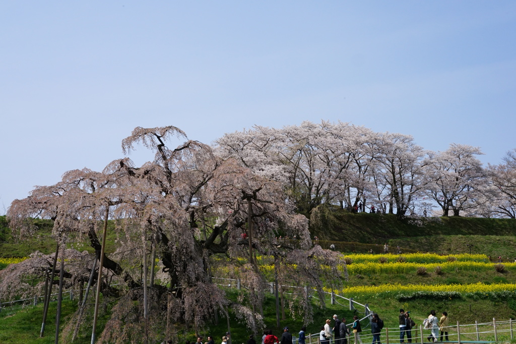 三春滝桜