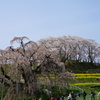 三春滝桜