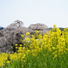 菜の花×三春滝桜