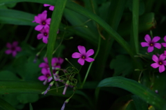 近所のお花