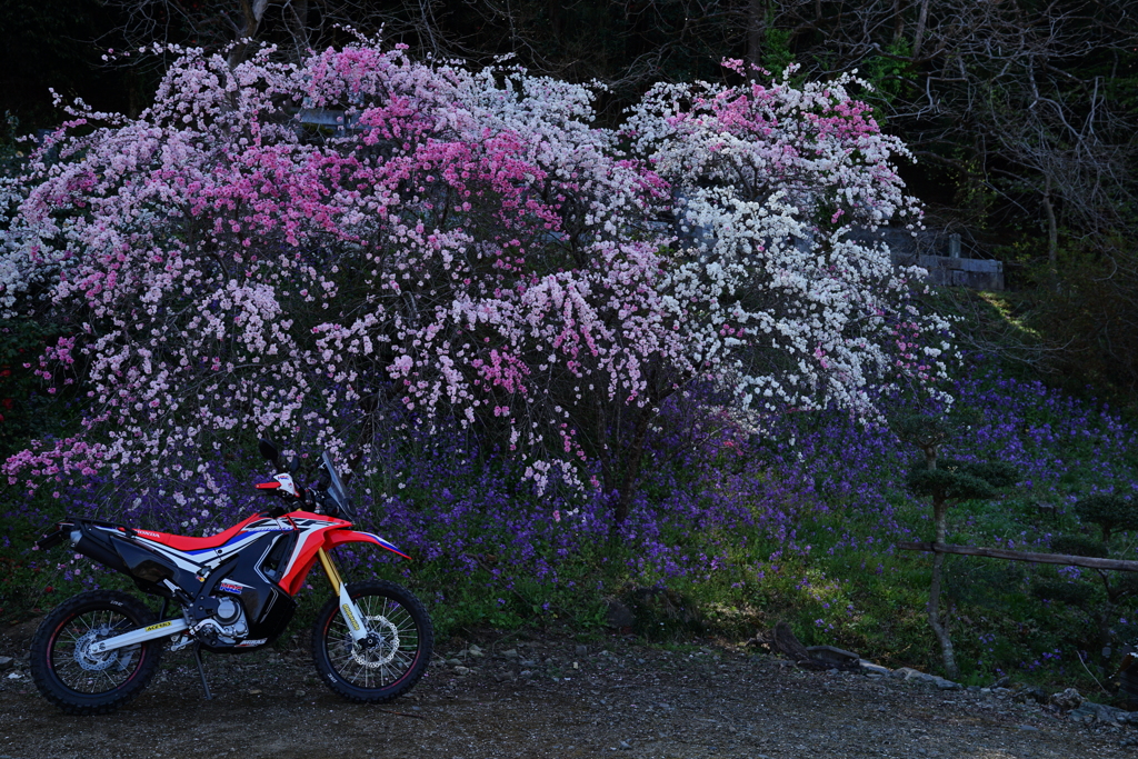 枝垂れ桜とバイク