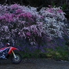 枝垂れ桜とバイク