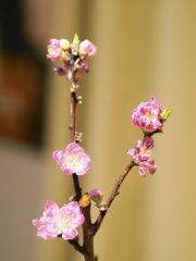 桃の花