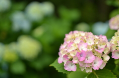 紫陽花〜from 磊々峡 in 宮城〜