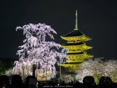 東寺 春のライトアップ