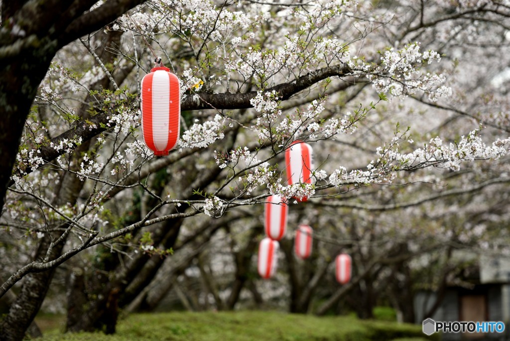 桜提灯