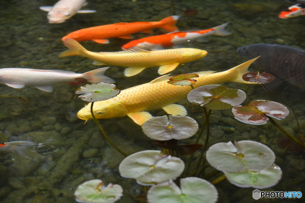 恋！鯉！来い！