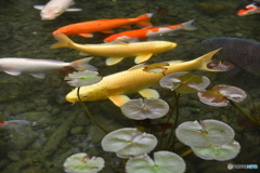 恋！鯉！来い！