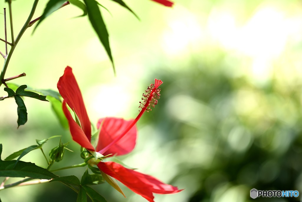 夏の花