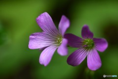 小さな花