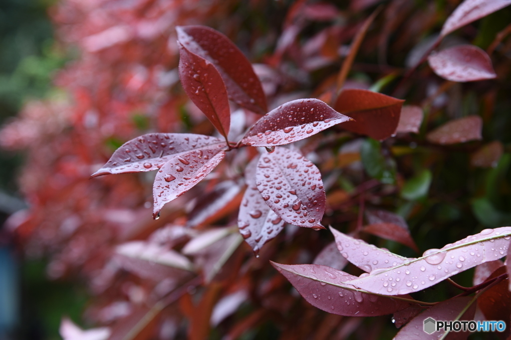 悲しい雨