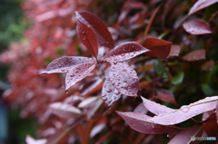 悲しい雨