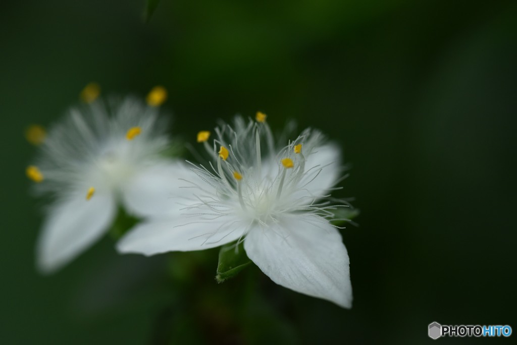 小さな花