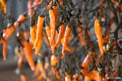 とうがらしぃ～