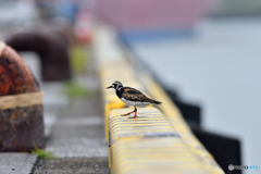 港でコンニチハ