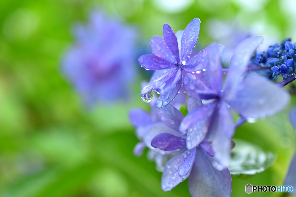 雨と紫陽花