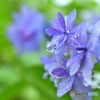 雨と紫陽花