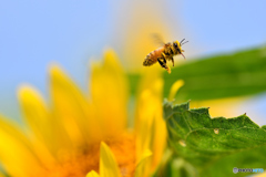 太陽と蜜蜂