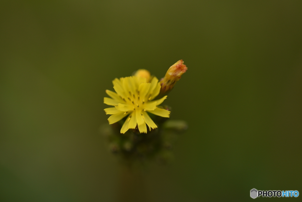 河原の花