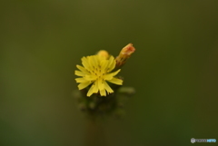 河原の花