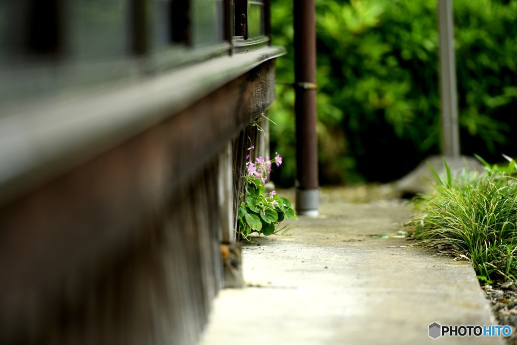 猫の目線