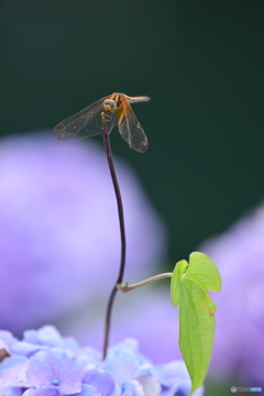 紫陽花蜻蛉