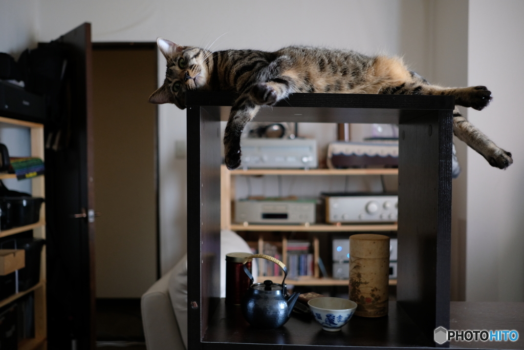 ぐでーんとする猫