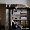 ぐでーんとする猫