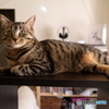 高台で休む猫