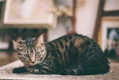 猫