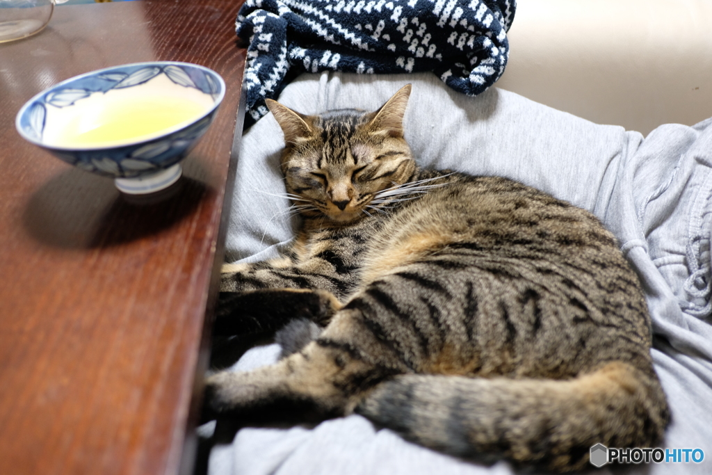 迷惑な猫