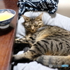 迷惑な猫