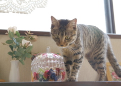 飴と猫