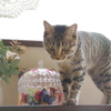飴と猫