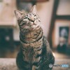 絶対にレンズを見ようとしない猫