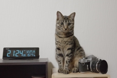 置時計とカメラと猫