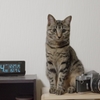 置時計とカメラと猫