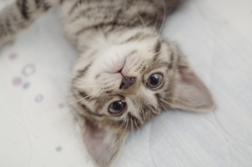 子猫