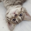 子猫